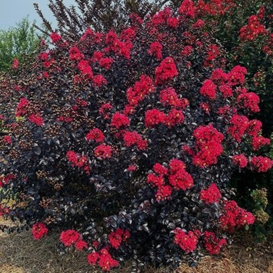 Lagerstroemia 'Bailllagtwo' PP34639 First Editions® Shadow Magic™ Crape Myrtle, 1 Gallon Shrub