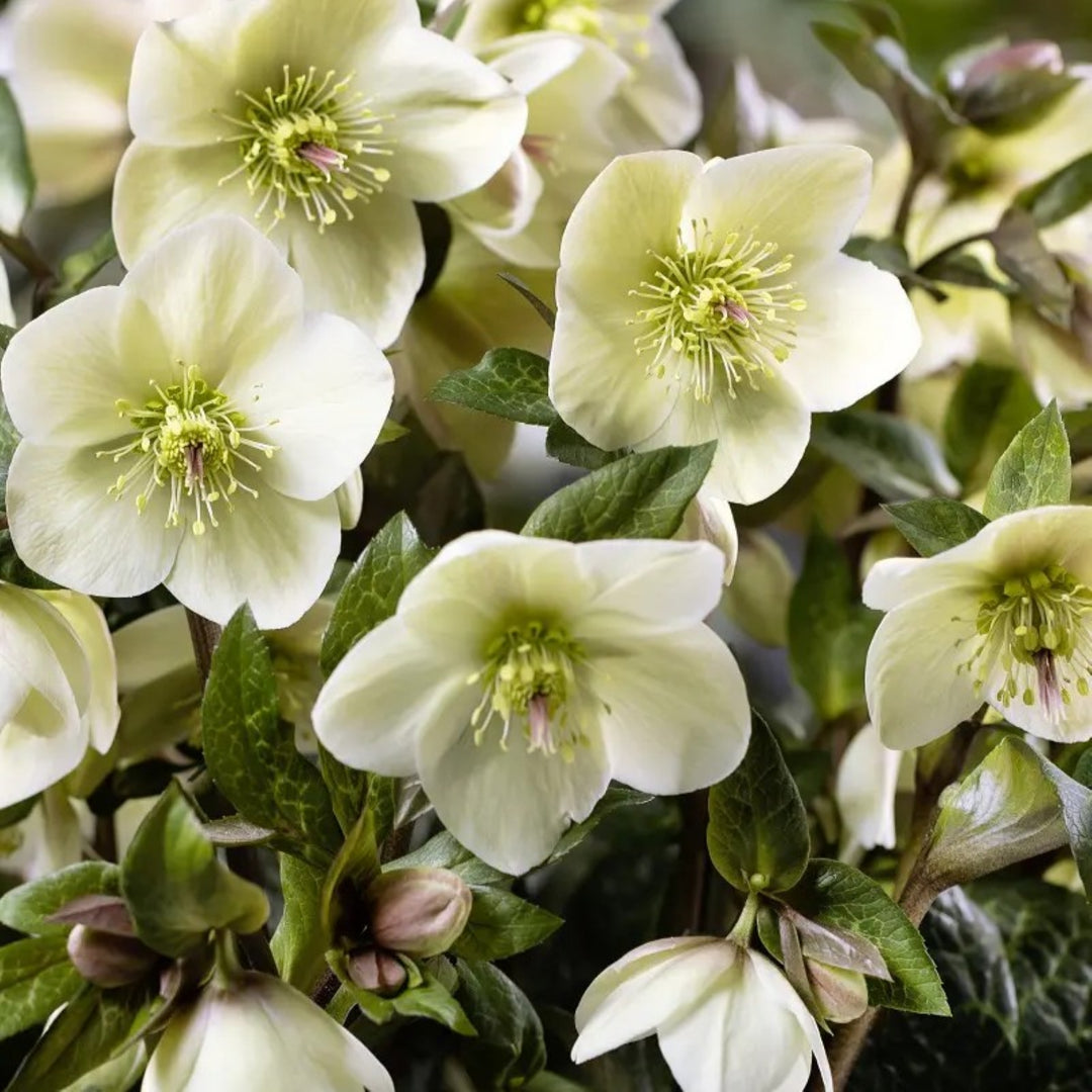 Helleborus x iburgensis 'HM1222' PP36630 HGC® Ice N' Roses® Mia Marble Hellebore, 1 Gallon Perennial