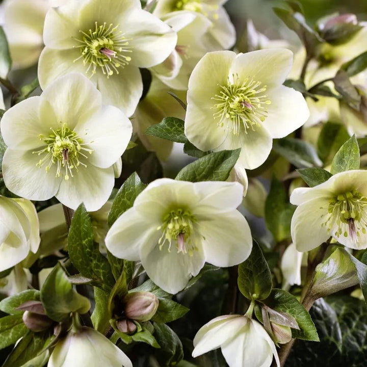 Helleborus x iburgensis 'HM1222' PP36630 HGC® Ice N' Roses® Mia Marble Hellebore, 1 Gallon Perennial