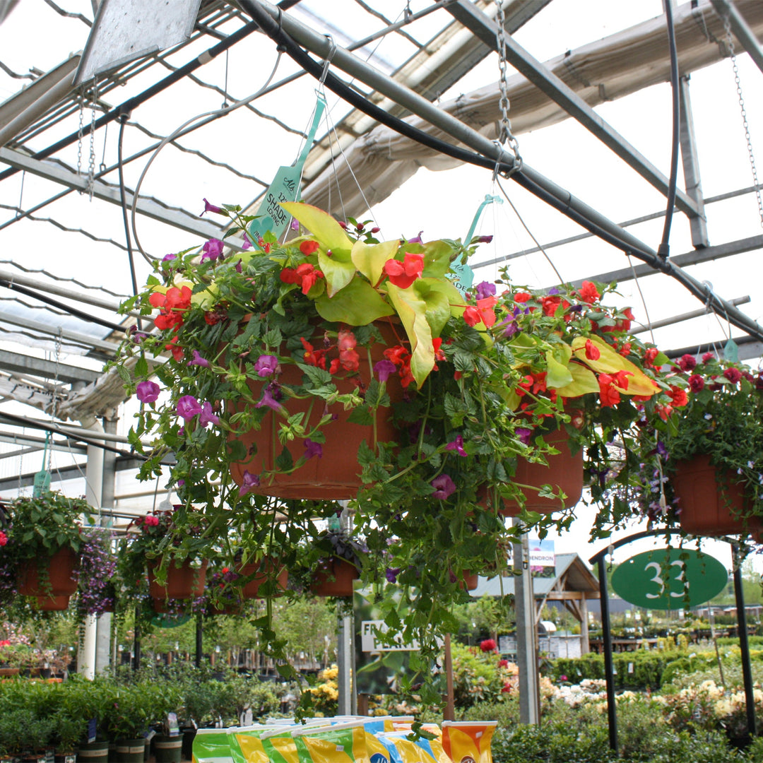 Spring Hanging Basket