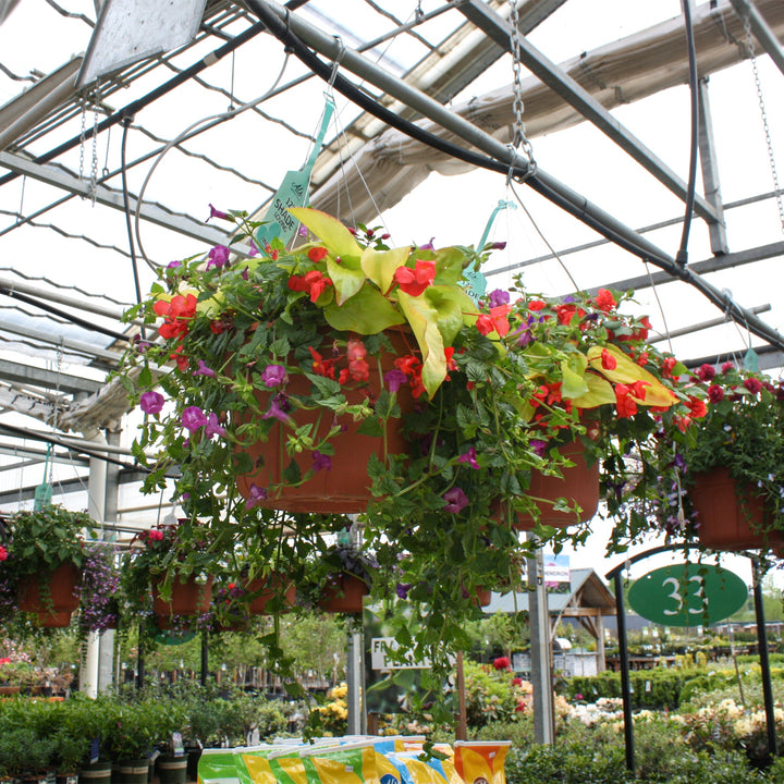 Spring Hanging Basket