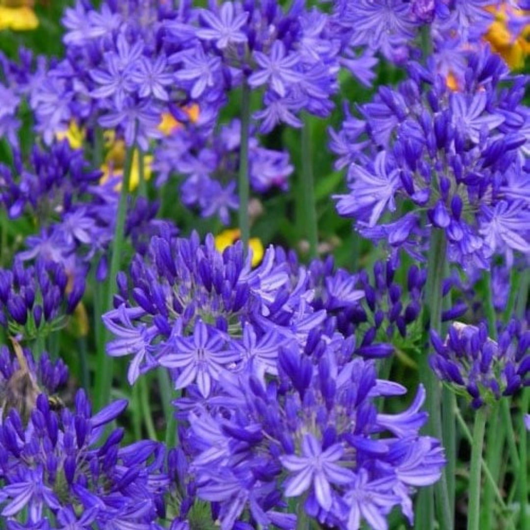 Agapanthus 'Northern Star' PP20957 Lily of the Nile, 1 Gallon Perennial