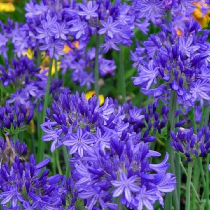 Agapanthus 'Northern Star' PP20957 Lily of the Nile, 1 Gallon Perennial