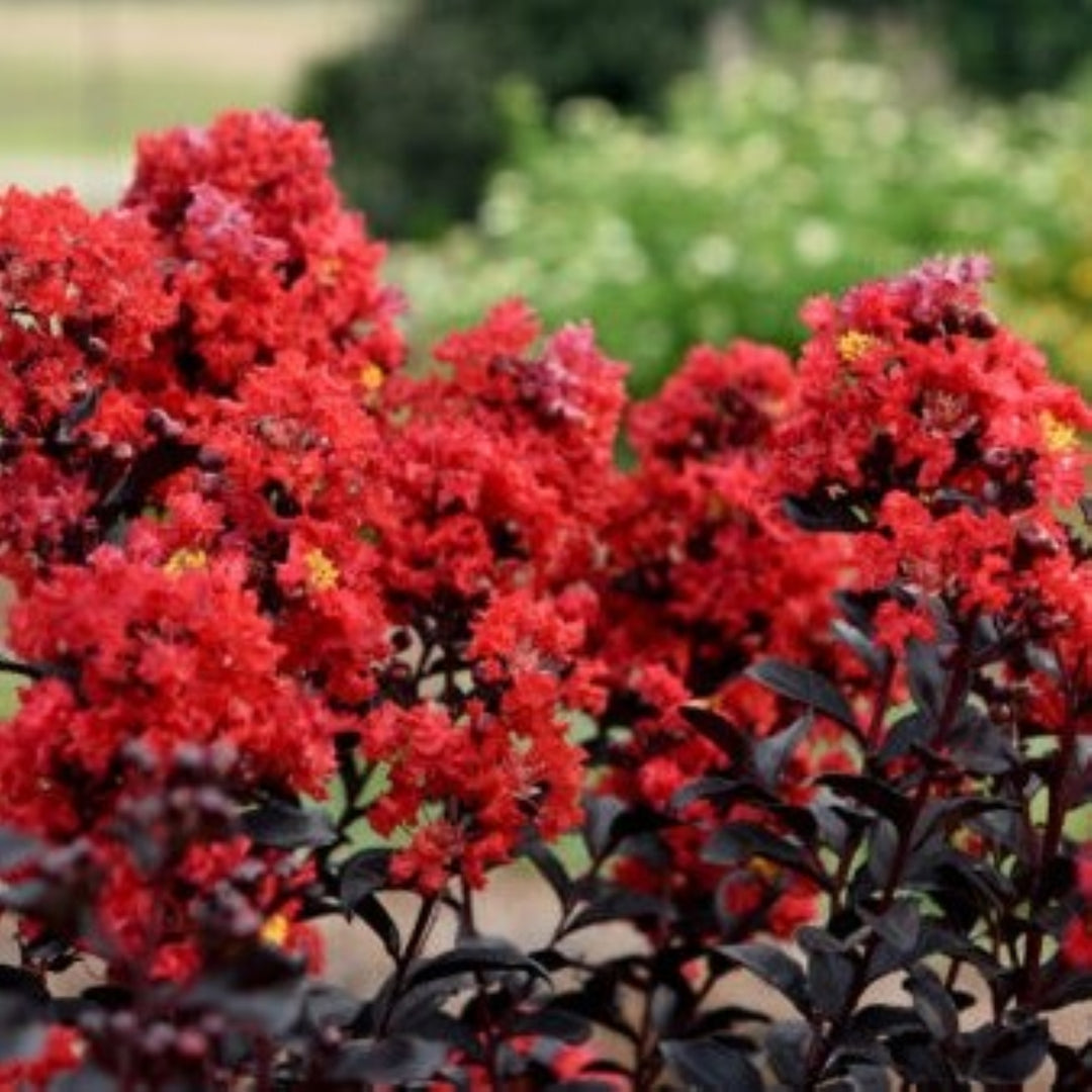 Lagerstroemia indica 'PIILAG-IX' PP29325 First Editions® Sunset Magic™ Crape Myrtle, 1 Gallon Shrub