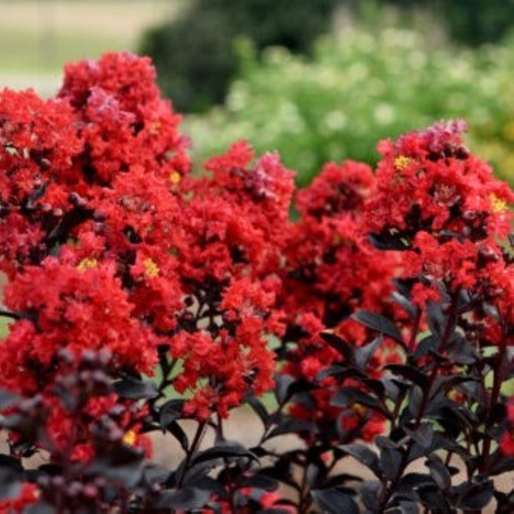 Lagerstroemia indica 'PIILAG-IX' PP29325 First Editions® Sunset Magic™ Crape Myrtle, 1 Gallon Shrub