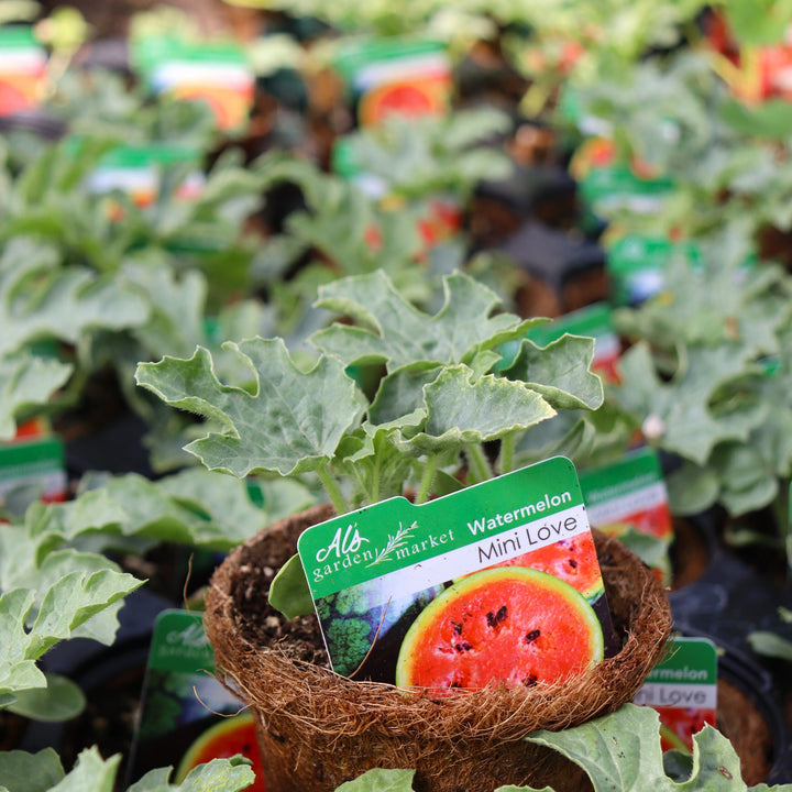Citrillus lanatus 'Mini Love' Watermelon, 4 Inch Annual