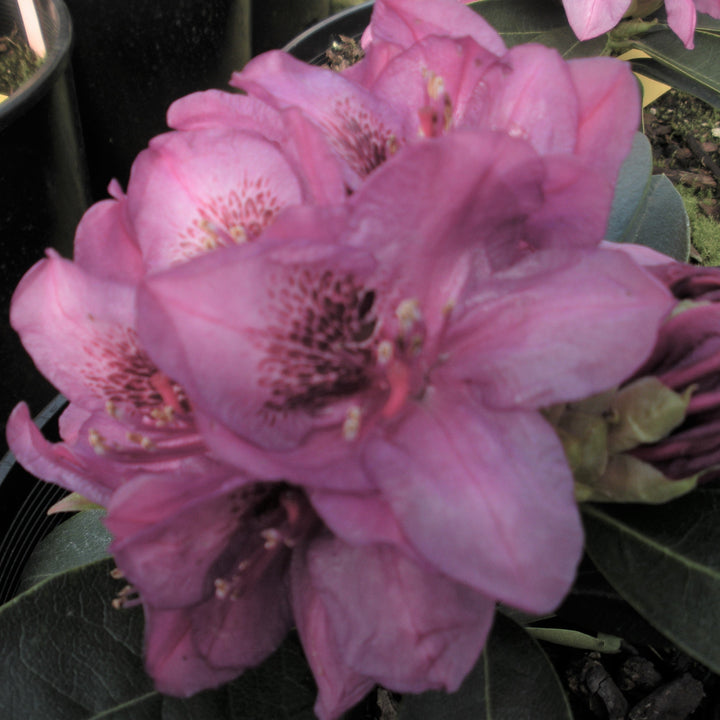 Rhododendron x 'Plum Passion' Rhododendron, 1 Gallon Shrub