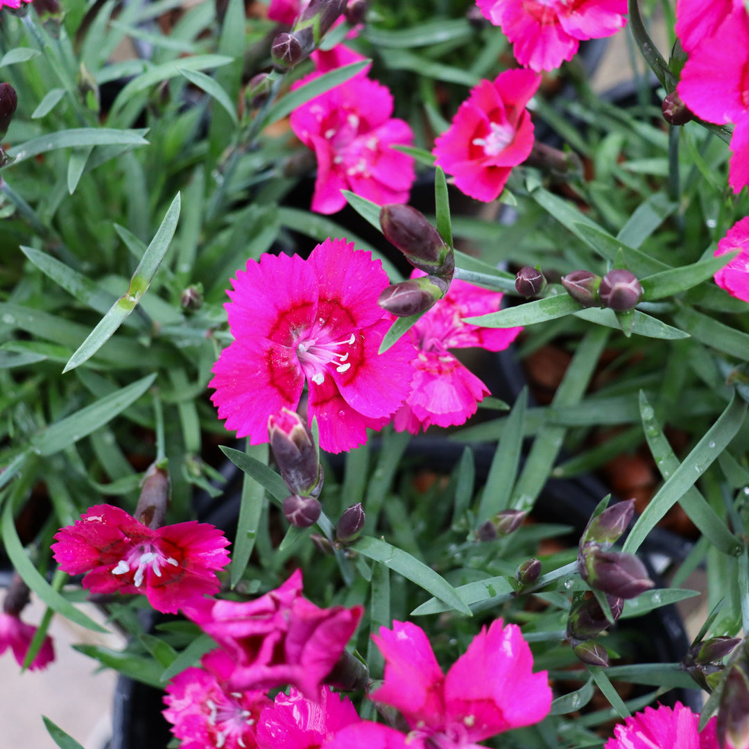 Dianthus x 'KLEDG22448' PP36084 EverLast™ Neon Pink Carnation, 1 Gallon Perennial