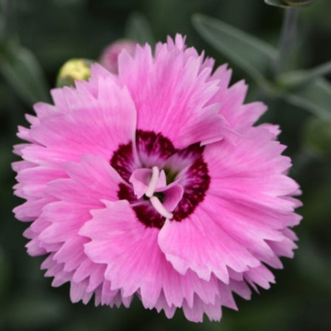 Dianthus 'DEVON ESTHER' PP18222 Star Double™ Pop Star Carnation, 1 Gallon Perennial