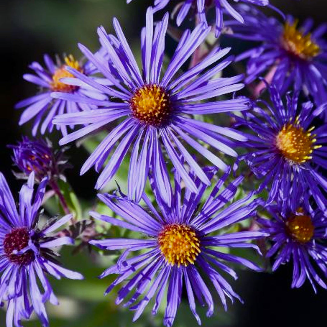 Aster oblongifolius x novae-angliae 'Thunderdome' New England Aster, 1 Gallon Perennial