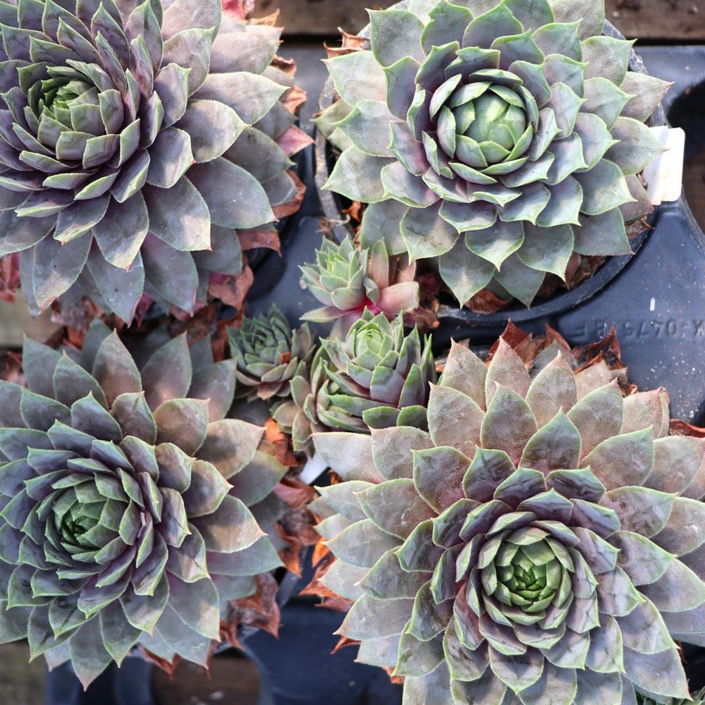 Sempervivum 'Lavender Ice' Hens & Chicks, 4 Inch/Quart Perennial