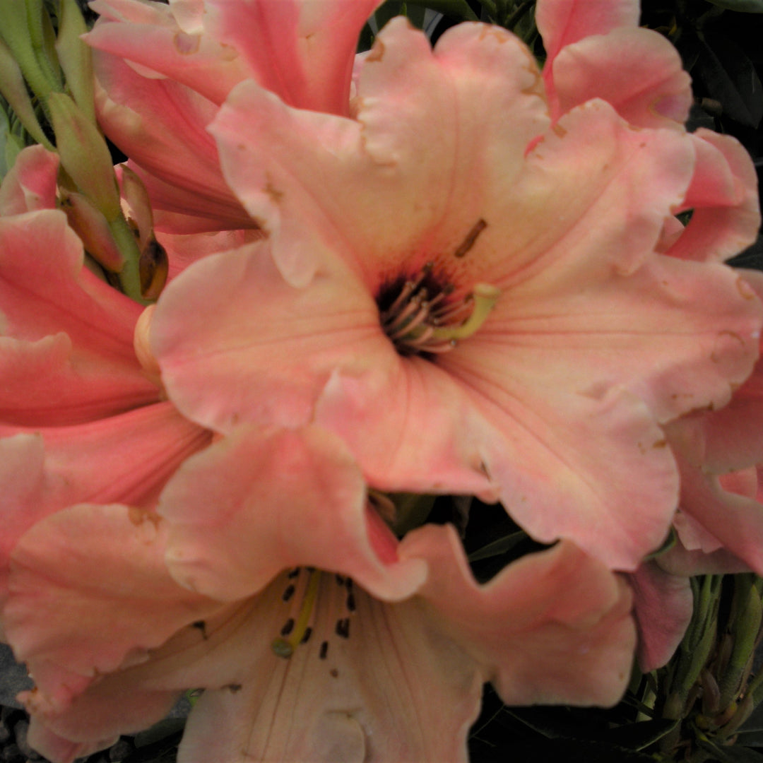 Rhododendron x 'Coral Sensation' Rhododendron, 1 Gallon Shrub