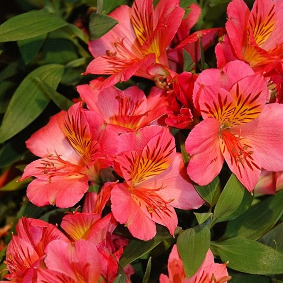 Alstroemeria x 'Zaprieliarange' PPAF Colorita® Eliane® Orange Peruvian Lily, 12 Inch Perennial
