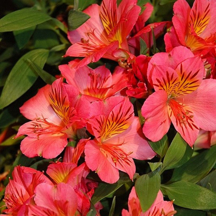 Alstroemeria x 'Zaprieliarange' PPAF Colorita® Eliane® Orange Peruvian Lily, 12 Inch Perennial
