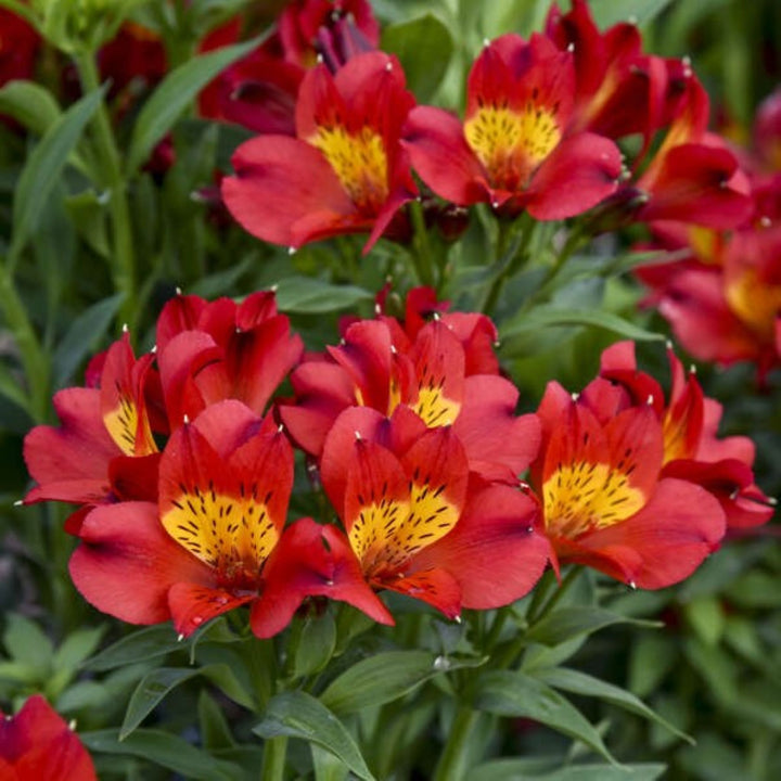 Alstroemeria x 'Tessumheat' Summer Paradise® Summer Heat Peruvian Lily, 12 Inch Perennial