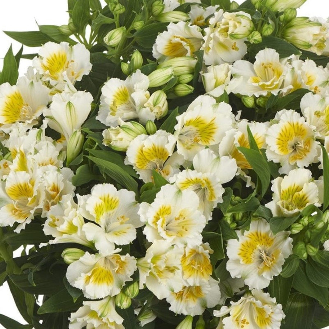 Alstroemeria x 'Zapriyen' Colorita® Yentl® Peruvian Lily, 12 Inch Perennial