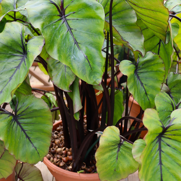 Colocasia