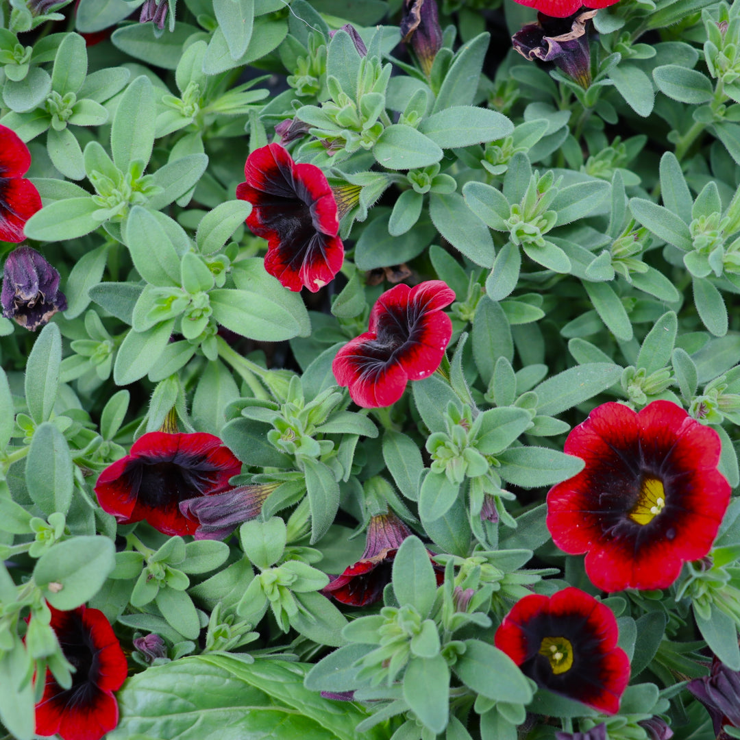 Calibrachoa