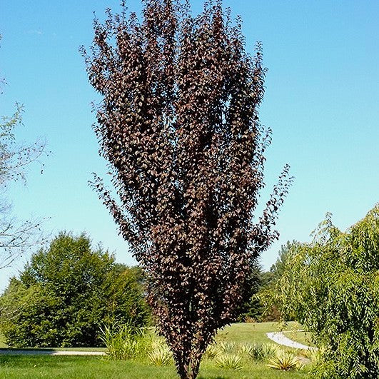 Prunus cerasifera 'Cripoizam' PP19564 Crimson Pointe™ Flowering Plum, 15 Gallon Tree