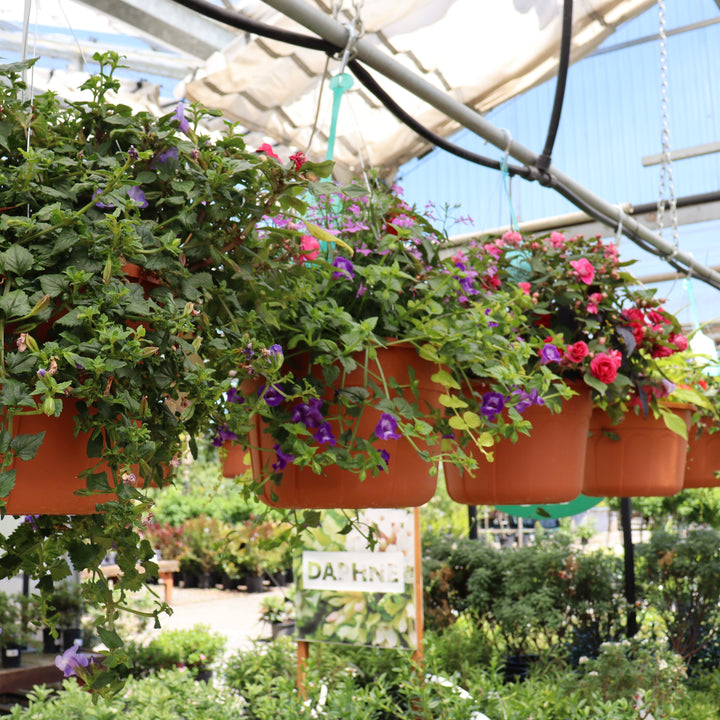 Al's Garden and Home 12 inch shade loving Hanging Basket