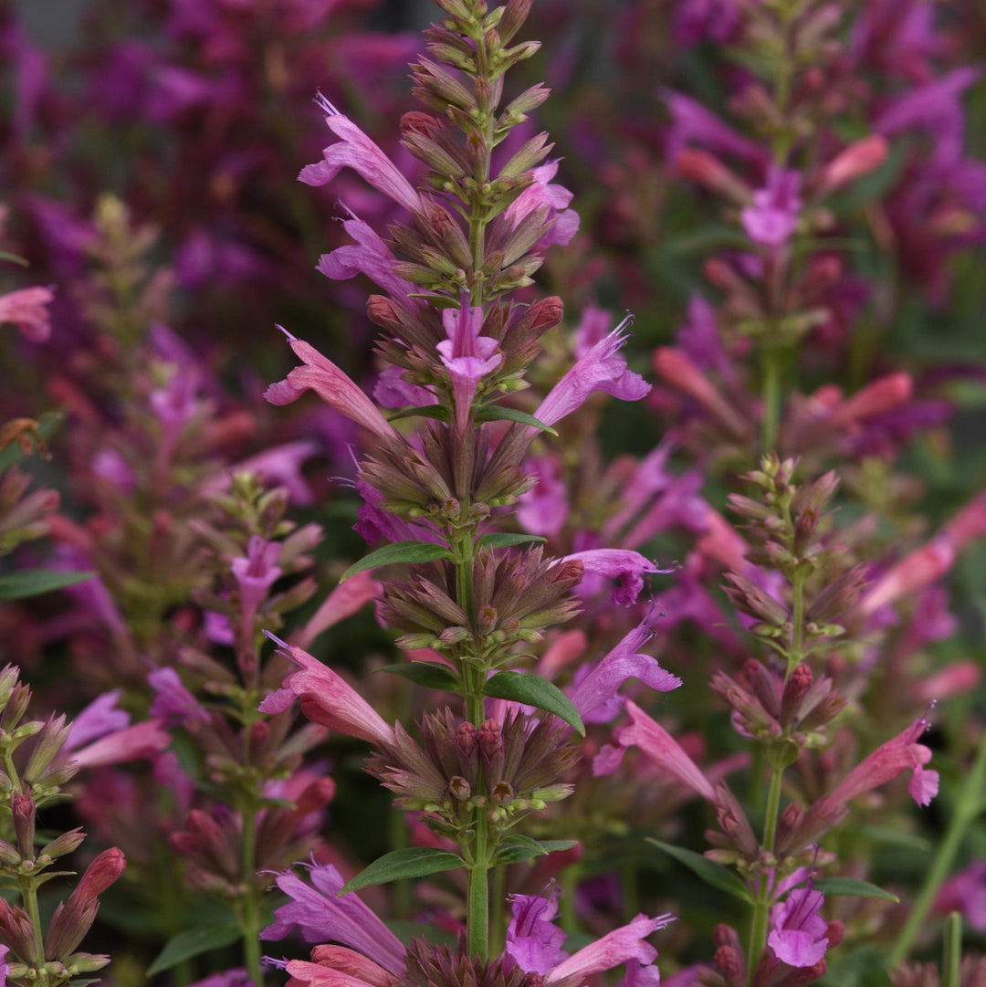 Agastache mexicana 'Balsumlilac' PPAF Summerlong™ Lilac Hummingbird Mint, 1 Gallon Perennial