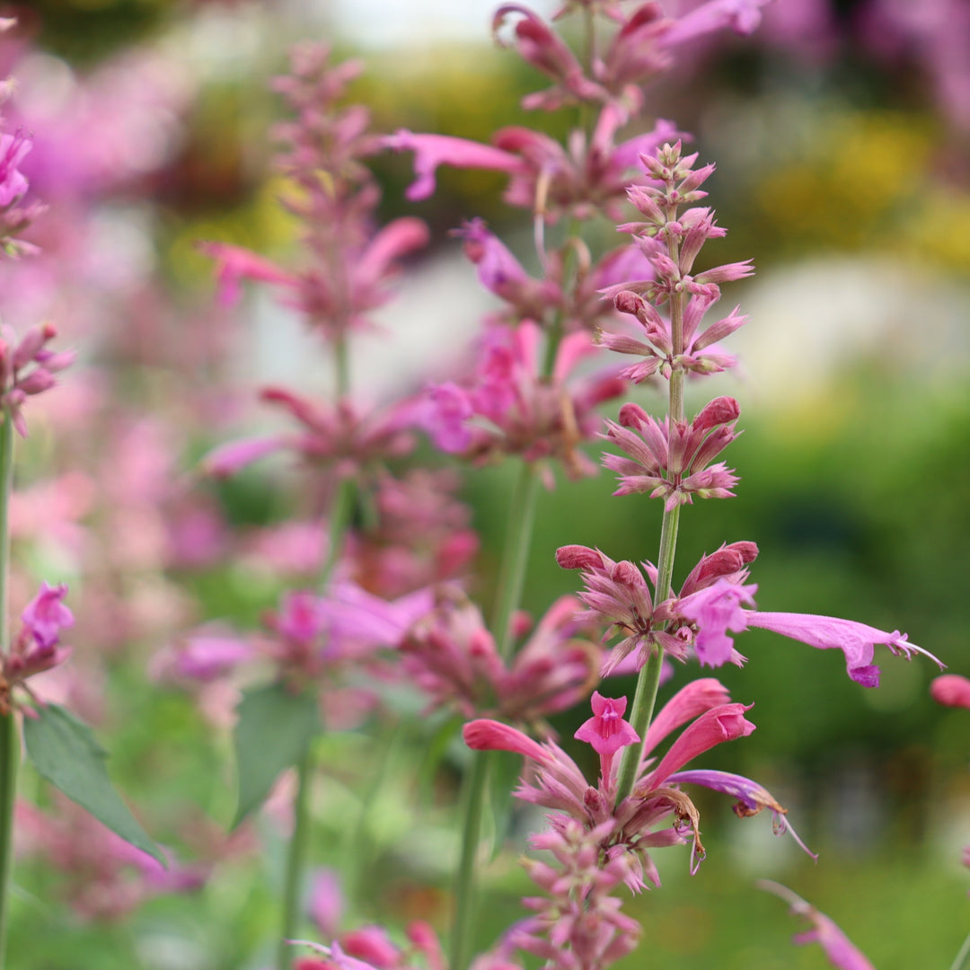 Hummingbird Mint
