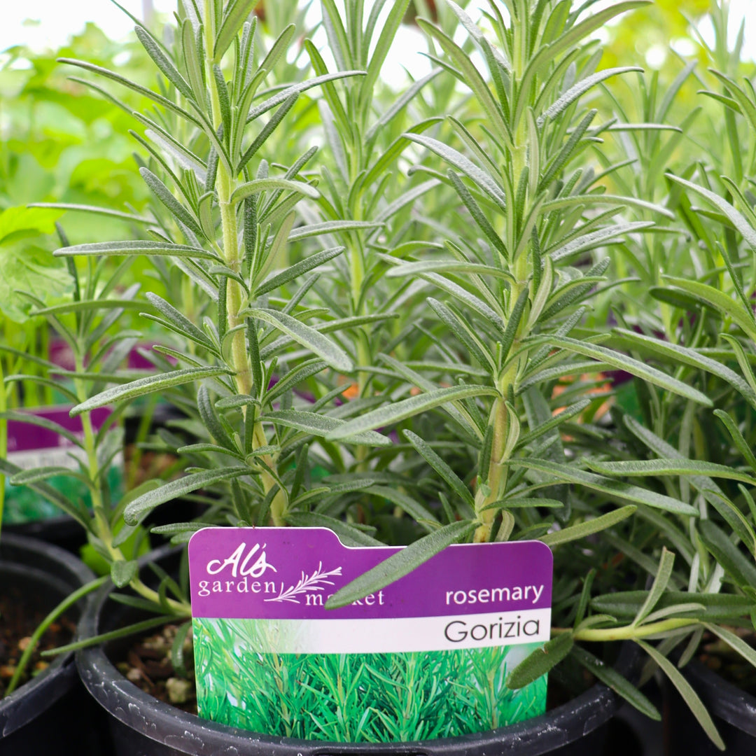 Salvia rosmarinus 'Gorizia' Rosemary, 1 Gallon Annual