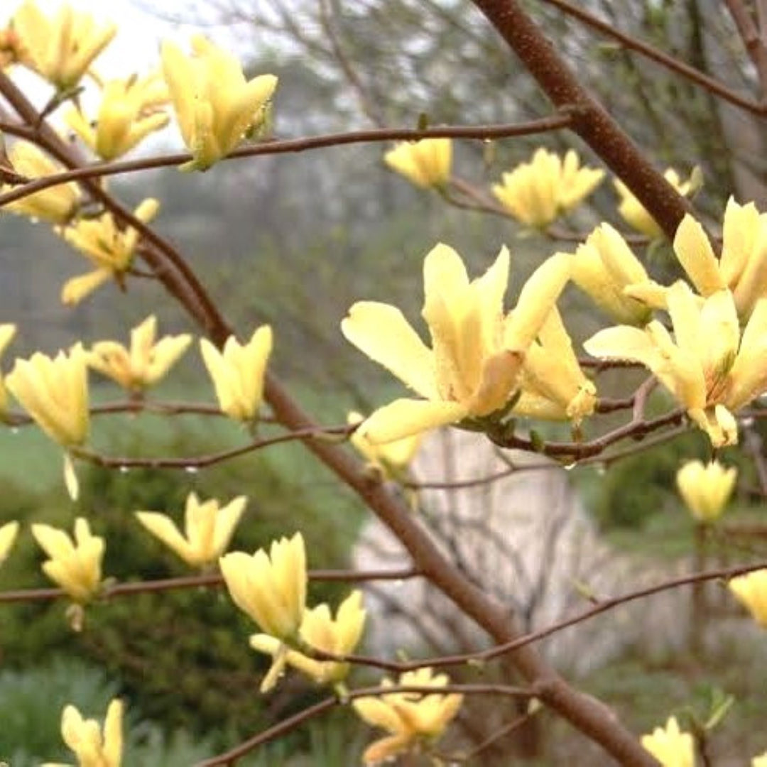 Magnolia x 'Butterflies' Magnolia, 5 Gallon Tree