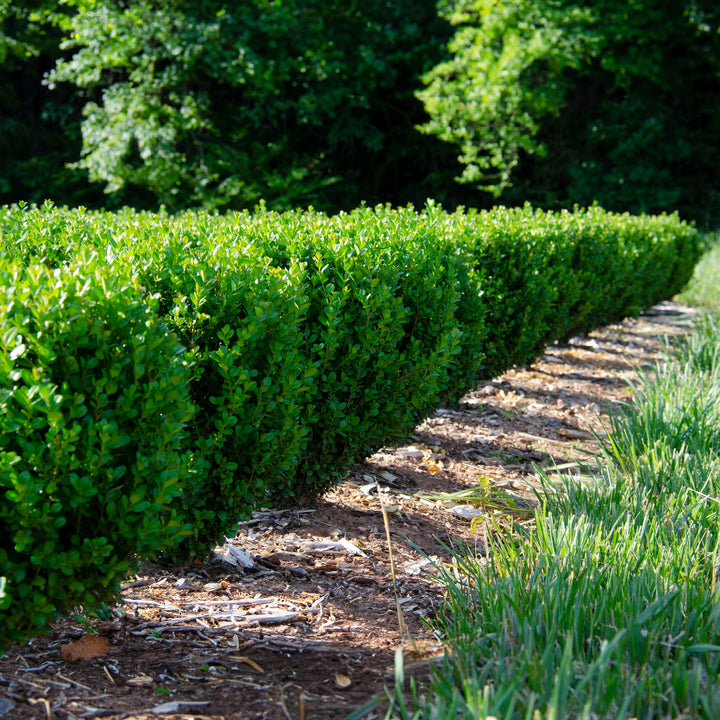 Buxus 'SB 300' PP32421 NewGen Freedom Boxwood, 1 Gallon Shrub