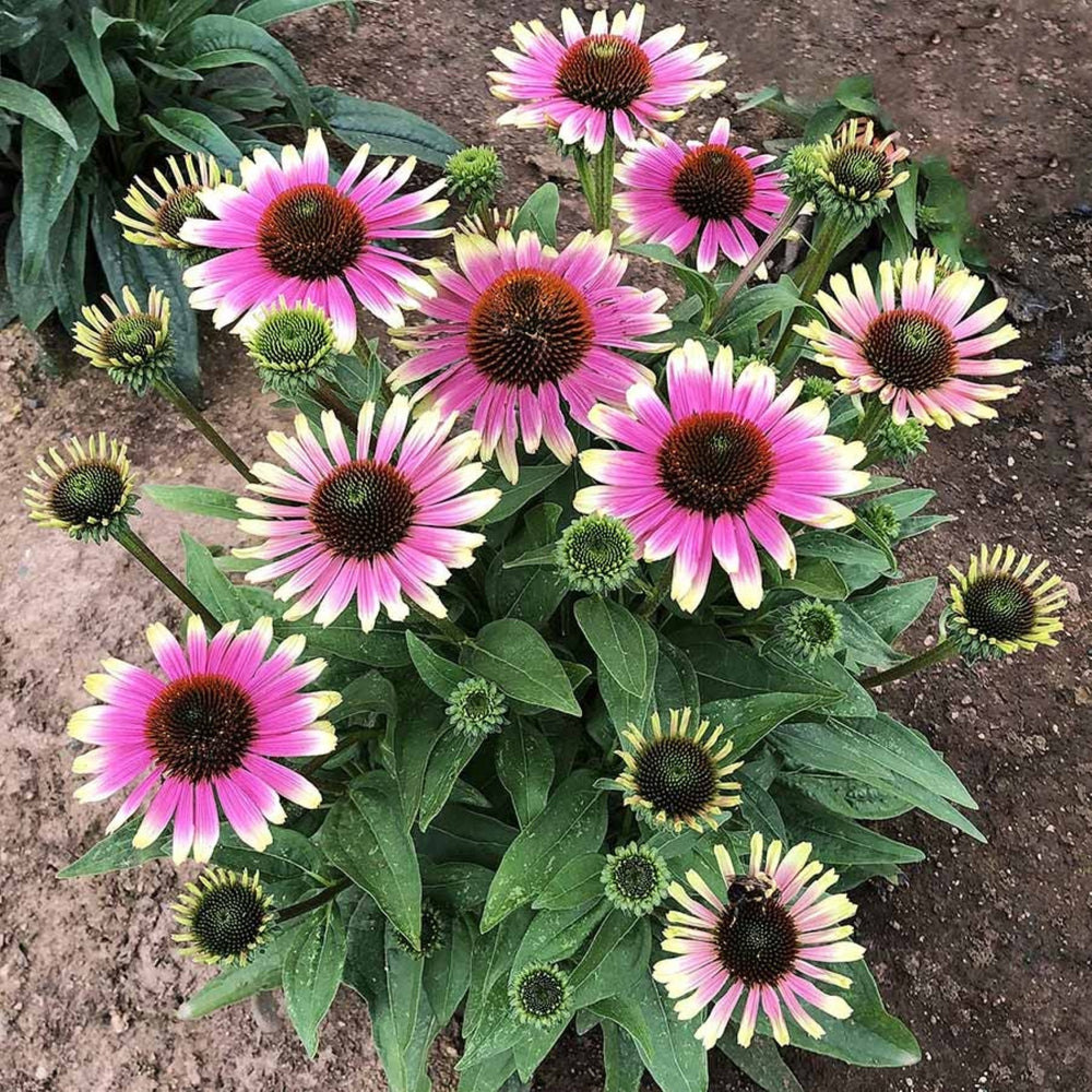Echinacea 'French Tips' PPAF Coneflower, 1 Gallon Perennial