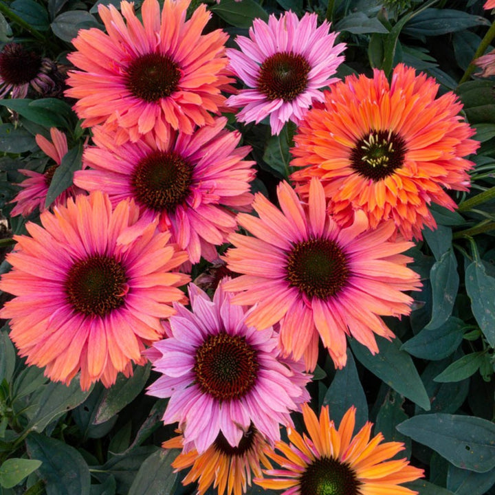 Echinacea 'French Tips' PPAF Coneflower, 1 Gallon Perennial