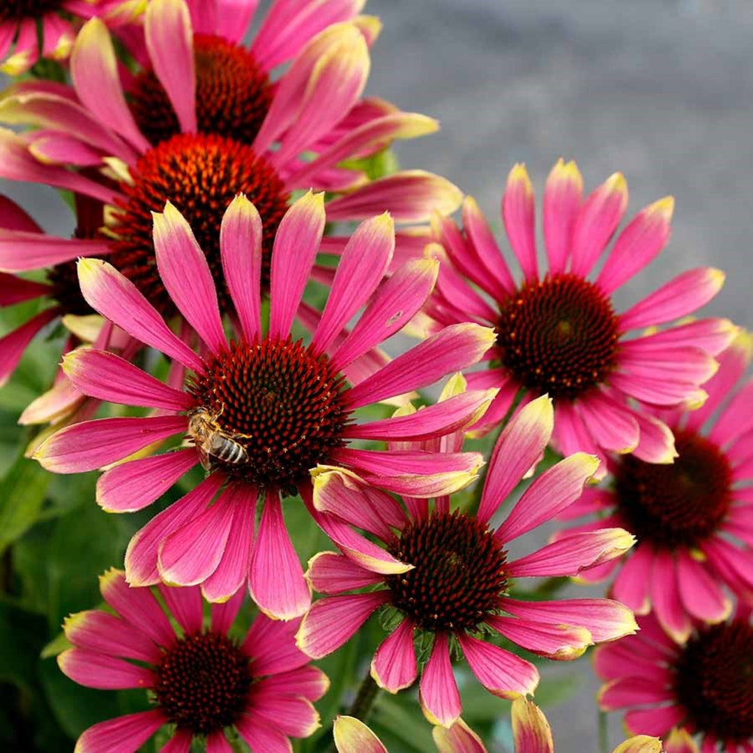 Echinacea x 'Spider' Prima™ Spider Coneflower, 1 Gallon Perennial