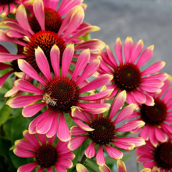 Echinacea x 'Spider' Prima™ Spider Coneflower, 1 Gallon Perennial