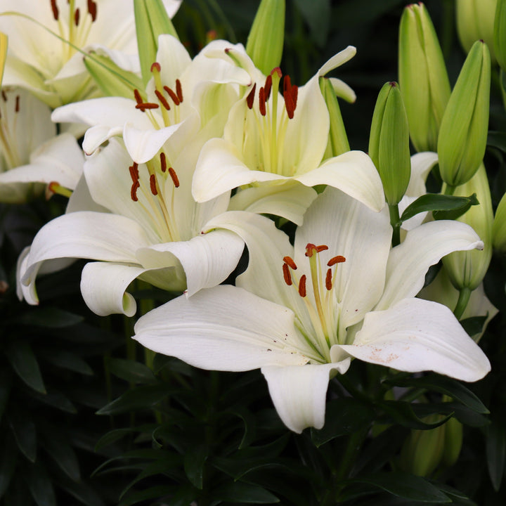 Lilium 'FantAsiatic White Bright' FantAsiatic® White Bright Asiatic Lily, 1 Gallon Perennial