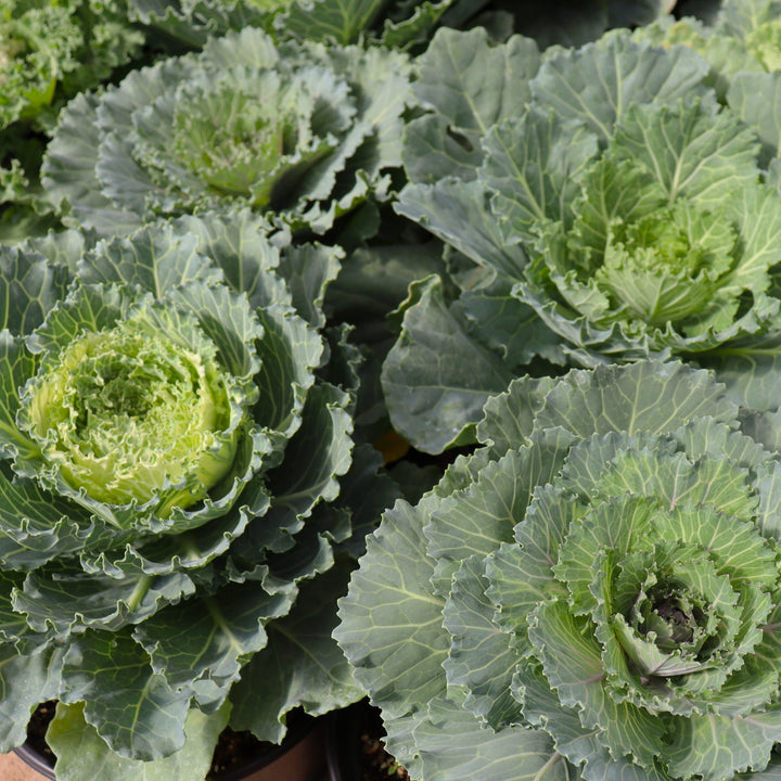 Brassica oleracea var. sabellica Ornamental Cabbage, 1 Quart Annual