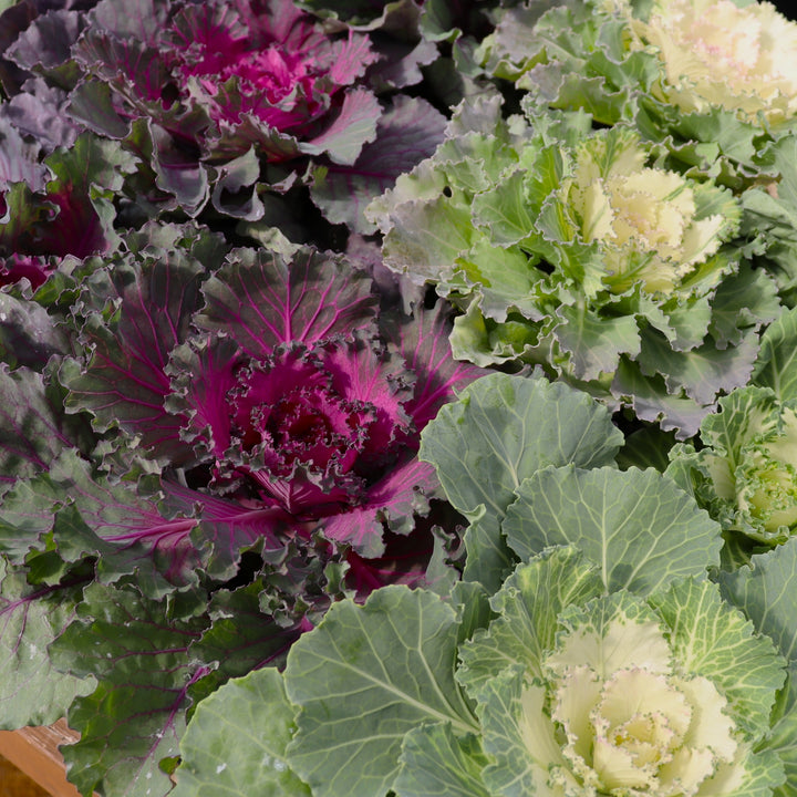 Brassica oleracea var. sabellica Ornamental Cabbage, 8 inch Annual