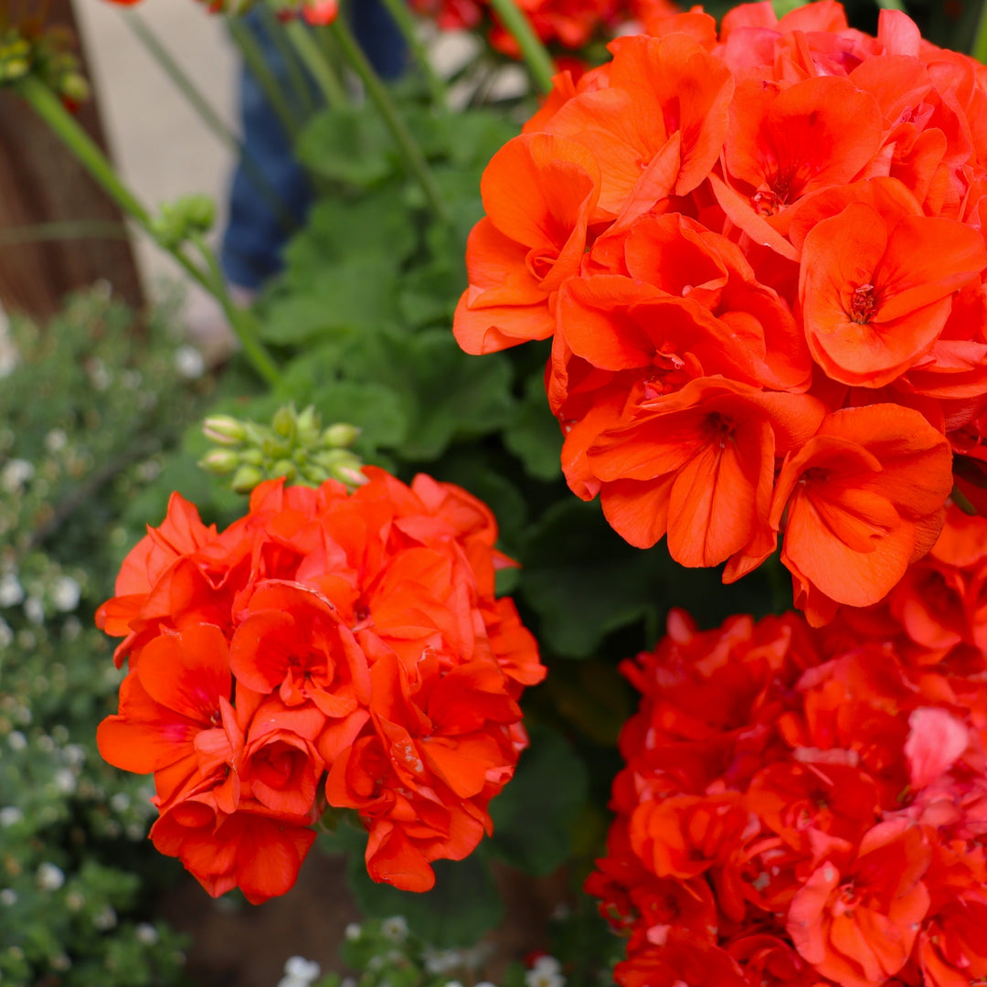 Zonal Geranium