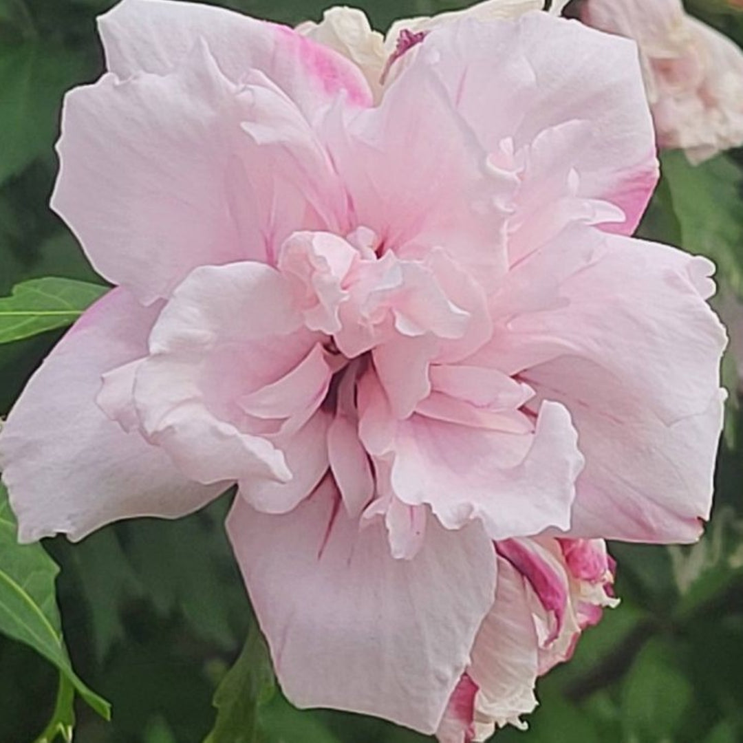 Hibiscus syriacus 'Blushing Bride' Rose of Sharon, 7 Gallon Shrub