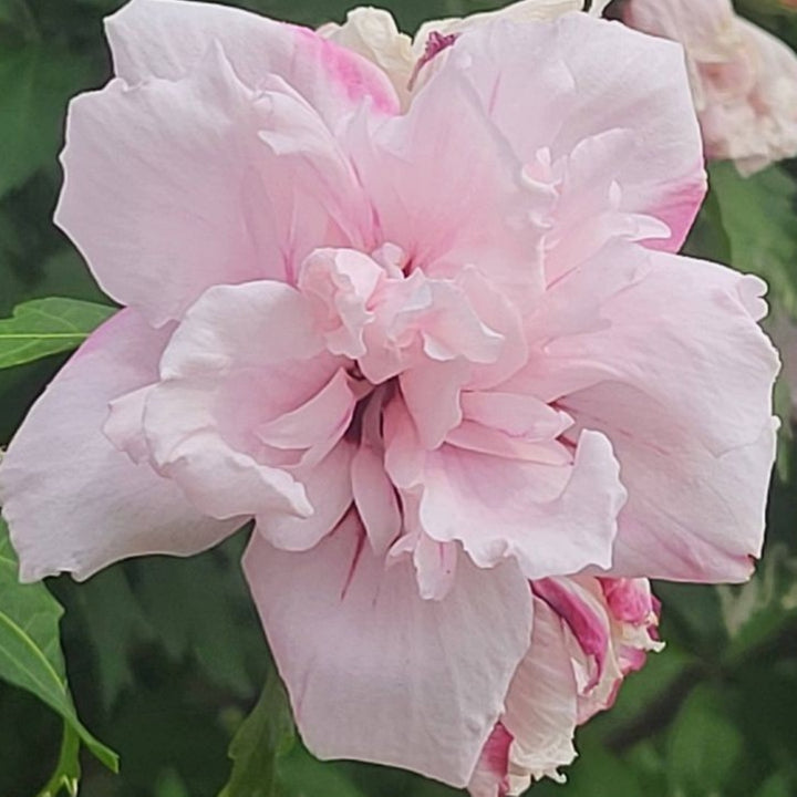 Hibiscus syriacus 'Blushing Bride' Rose of Sharon, 7 Gallon Shrub