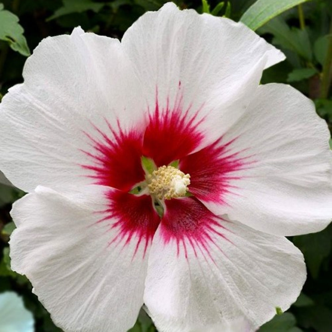 Hibiscus syriacus 'Red Heart' Rose of Sharon, 7 Gallon Shrub
