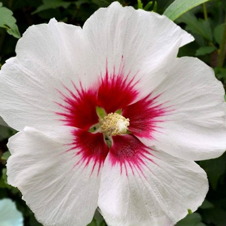 Hibiscus syriacus 'Red Heart' Rose of Sharon, 7 Gallon Shrub