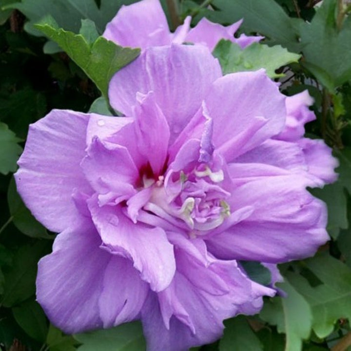 Hibiscus syriacus 'Red Heart' Rose of Sharon, 7 Gallon Shrub