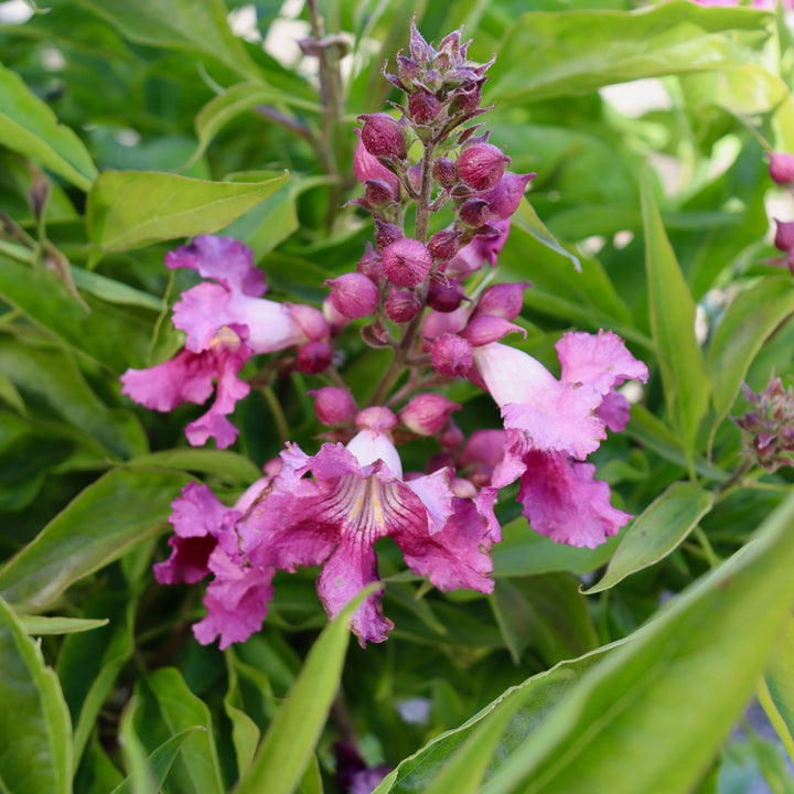 Chitalpa x 'NCXC1' PP35880 El Nino Desert Orchid, 2 Gallon Shrub