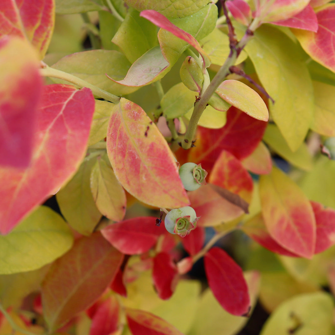Vaccinium corymbosum 'ANDVAL1601' USPPAF Sky Dew Highbush Blueberry, 2 Gallon Shrub
