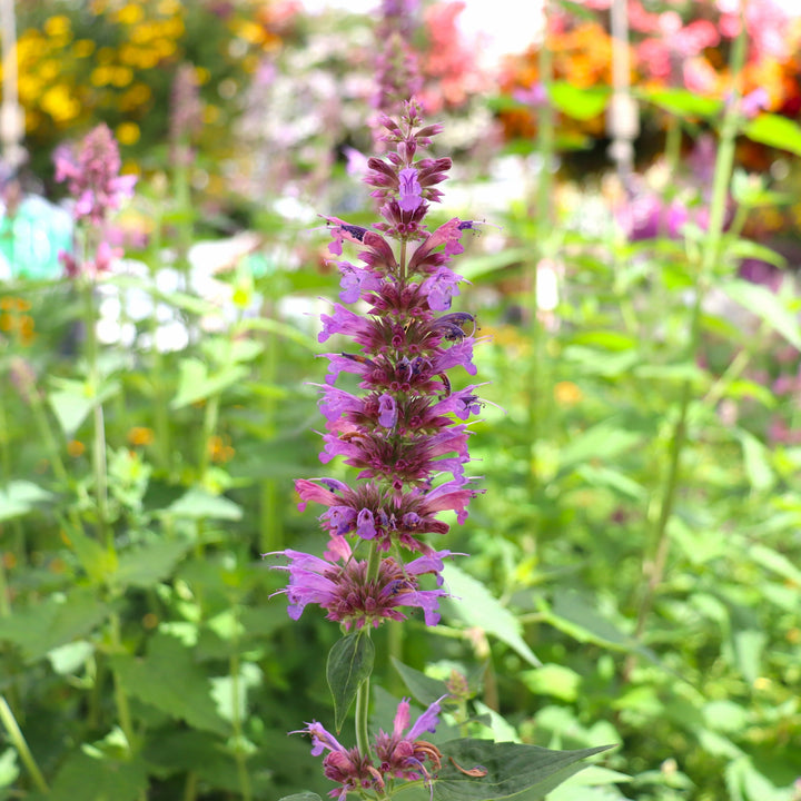 Hummingbird Mint