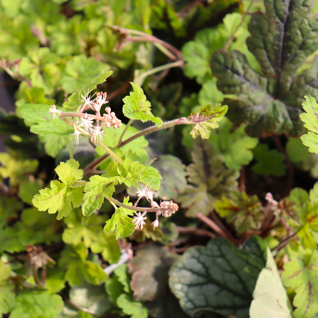 Tiarella 'Happy Trails' PP21933 Foam Flower, 4 Inch/Quart Perennial