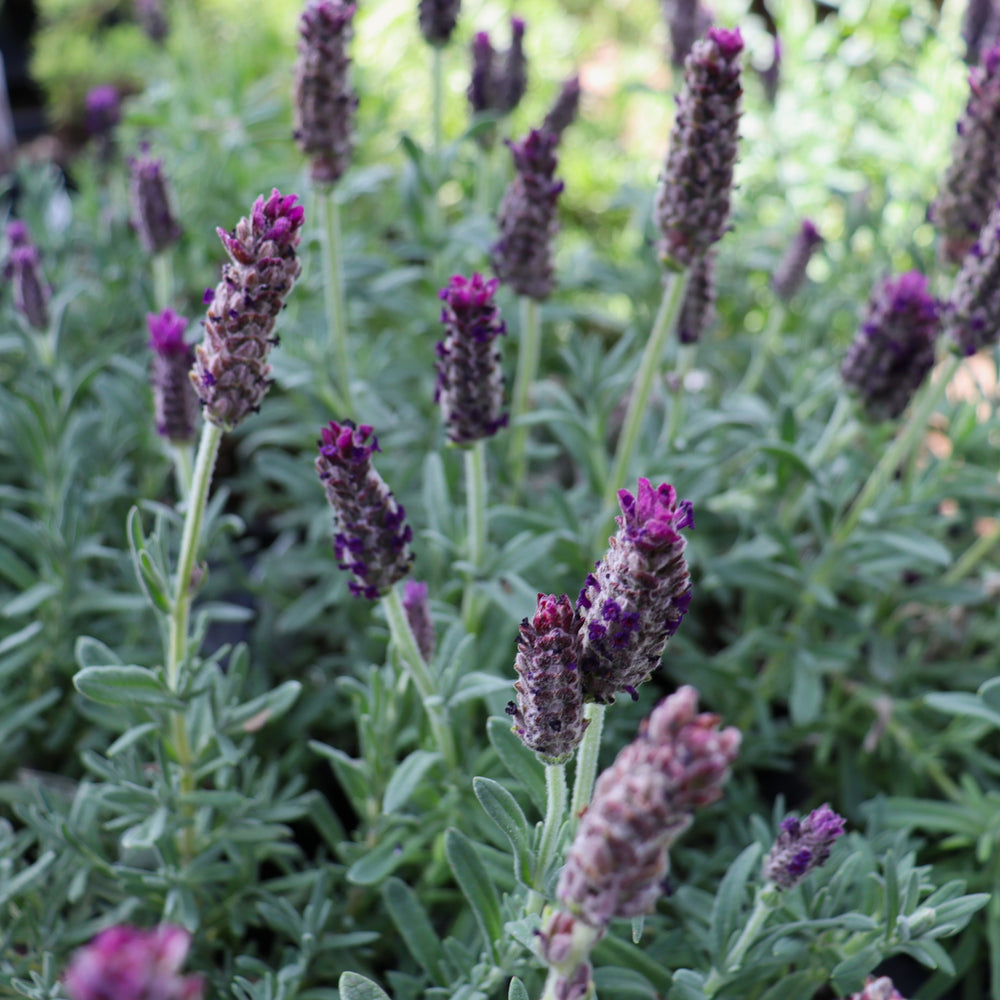Lavandula stoechas 'Anouk Deluxe 1939' PP35499 Anouk Purple Medley Spanish Lavender, 4 Inch/Quart Perennial