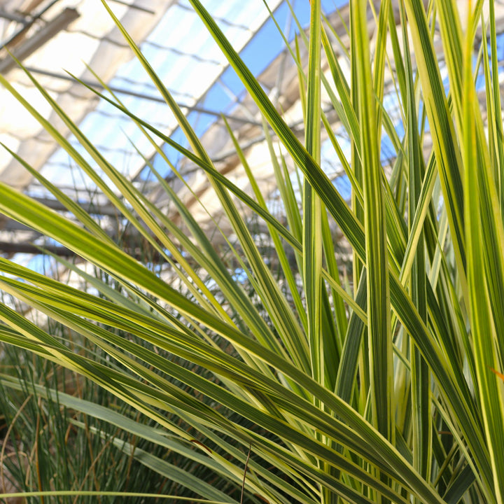 Cordyline 'Alcorlipa' Lime Passion Cordyline, 4 Inch/Quart Perennial