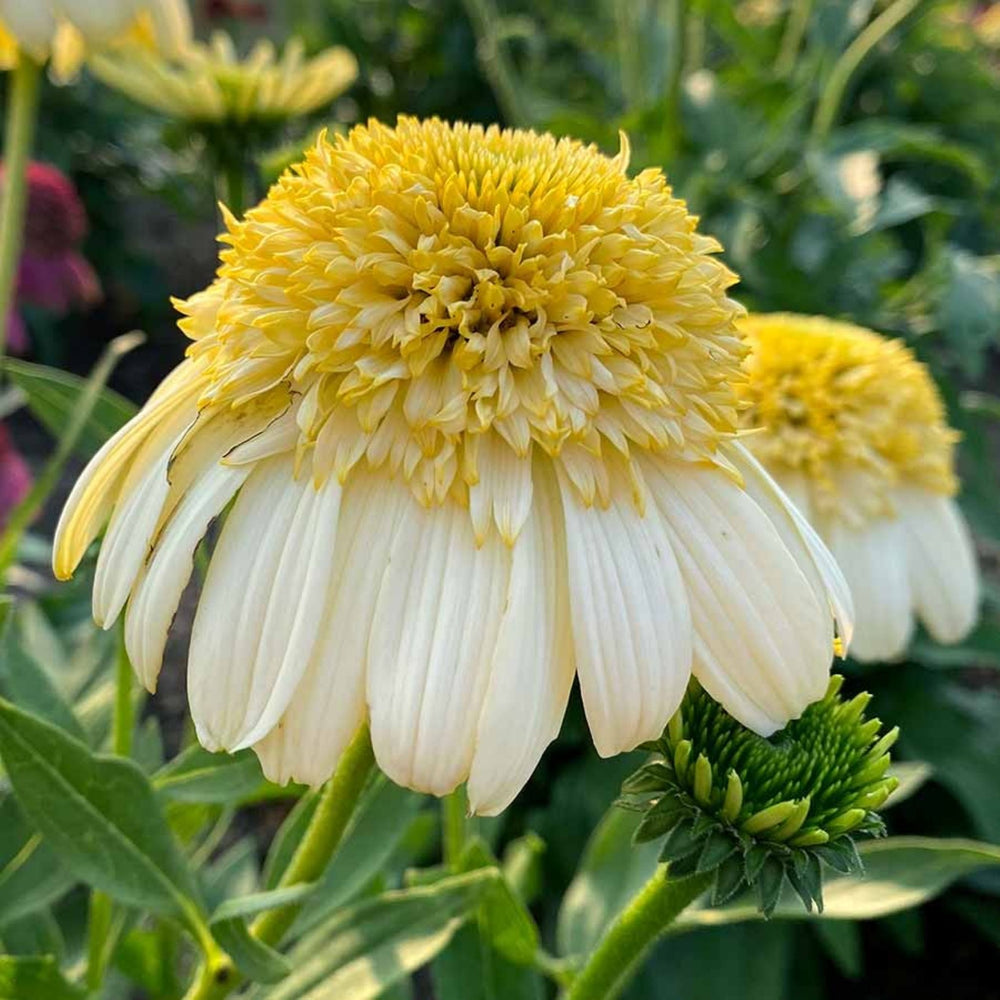 Echinacea 'Fried Egg' PPAF Coneflower, 1 Gallon Perennial