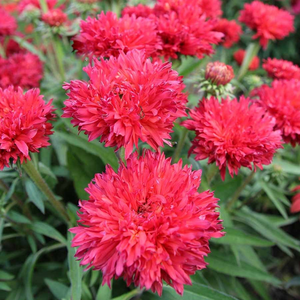 Echinacea 'Fringe Festival' PPAF Coneflower, 1 Gallon Perennial